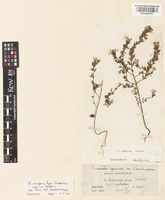Euphrasia cisalpina Pugsley [family SCROPHULARIACEAE]