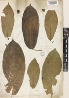 Ficus hispida L.f. [family MORACEAE]