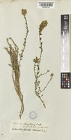 Teucrium mascatense Boiss. [family LAMIACEAE]