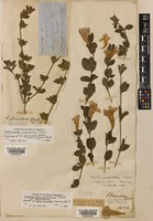 Isolectotype of Ruellia primulacea F.Muell. ex Benth. [family ACANTHACEAE]