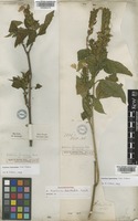 Isotype of Justicia dentata J.G.Klein ex Link [family ACANTHACEAE]