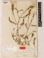 Isotype of Astragalus algarbiensis Coss. ex Bunge. [family LEGUMINOSAE-PAPILIONOIDEAE]
