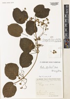 Lectotype of Tacazzea viridis A. Chev. ex Hutch. & Dalziel [family APOCYNACEAE]