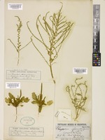 Type of Chenopodium rhadinostachyum F. Muell. [family AMARANTHACEAE]