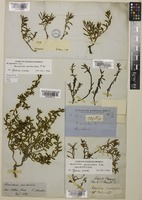 Isolectotype of Hemichroa pentandra R. Br. [family AMARANTHACEAE]