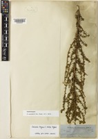 Isolectotype of Salsola australis R.Br. [family AMARANTHACEAE]