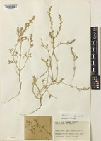 Isotype of Petrosimonia nigdeensis Aellen [family AMARANTHACEAE]
