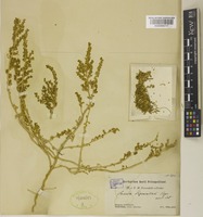 Suaeda przewalskii Bunge [family AMARANTHACEAE]