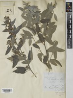 Rhynchosia beddomei Baker [family LEGUMINOSAE-PAPILIONOIDEAE]