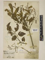 Type of Fraxinus griffithii C.B.Clarke [family OLEACEAE]