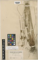 Syntype of Juncus effusus L. var. decipiens Buchenau [family JUNCACEAE]