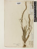 Elytrophorus spicatus (Willd.) E.G.Camus [family POACEAE]