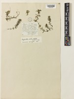 Hydrilla verticillata (L.f.) Casp. [family HYDROCHARITACEAE]