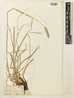 Alopecurus pratensis L. subsp. laguriformis (Schur) Tzvelev [family POACEAE]