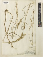 Bromus commutatus Schrad. subsp. commutatus [family POACEAE]