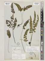 Isotype of Lindsaea repanda Kunze [family LINDSAEACEAE]