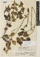 Lamium garganicum L. subsp. garganicum [family LAMIACEAE]