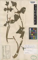 Type of Lamium brachydontum Hausskn. [family LAMIACEAE]