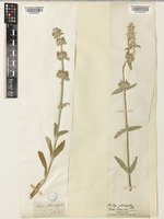 Stachys cretica L. [family LAMIACEAE]