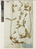 Stachys cretica L. [family LAMIACEAE]
