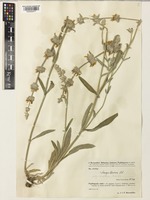 Stachys cretica L. subsp. anatolica Rech.f. [family LAMIACEAE]