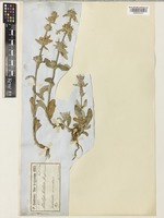 Stachys cretica L. subsp. lesbiaca Rech.f. [family LAMIACEAE]
