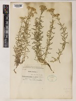 Isotype of Achillea kermanica Gand. [family ASTERACEAE]