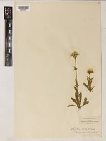 Achillea ochroleuca Ehrh. [family ASTERACEAE]