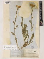 Tanacetum polycephalum Sch.Bip. subsp. duderanum (Boiss.) Podlech [family ASTERACEAE]