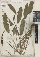 Neotype of Aponogeton echinatus Roxb. [family APONOGETONACEAE]