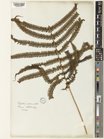 Glaphyropteridopsis erubescens (Wall. ex Hook.) Ching [family THELYPTERIDACEAE]