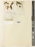 Isolectotype of Barleria mackenii Hook.f. [family ACANTHACEAE]
