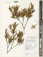 Isotype of Ricinocarpos verrucosus Halford & R.J.F.Hend. [family EUPHORBIACEAE]
