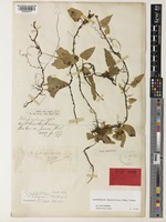 Microsorum buergerianum Ching [family POLYPODIACEAE]