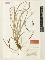 Isotype of Carex cilicica Boiss. subsp. muratica Ö.Nilsson [family CYPERACEAE]