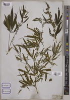 Cannabis sativa L. [family CANNABACEAE]