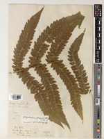 Polystichum grandifrons C.Chr. [family DRYOPTERIDACEAE]