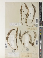 Polystichum thomsonii (Hook.f.) Bedd. [family DRYOPTERIDACEAE]
