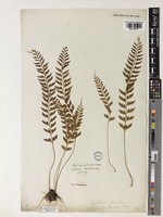 Type of Asplenium planicaule Wall. [family ASPLENIACEAE]