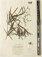 Isotype of Cissus granitica Wild & R.B.Drumm. [family VITACEAE]