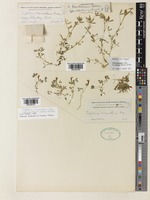 Trifolium monanthum A.Gray [family LEGUMINOSAE]