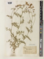 Vicia tenuifolia Freyn [family LEGUMINOSAE]