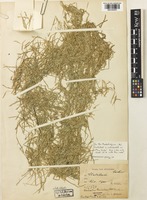 Type of Coelachne meeboldii C.E.C.Fisch. [family POACEAE]