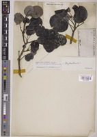 Phyllanthus peltatus Guillaumin [family PHYLLANTHACEAE]