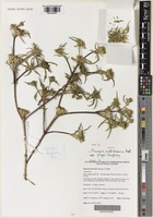 Isotype of Flaveria australasica Hook. subsp. gilgai Keighery [family ASTERACEAE]