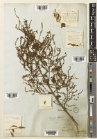 Tetradenia riparia (Hochst.) L.E.Codd [family LAMIACEAE]