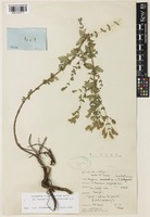 Origanum intermedium P.H.Davis [family LAMIACEAE]