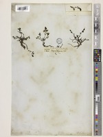 Lectotype of Veronica kurdica Benth. [family PLANTAGINACEAE]