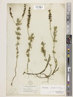 Veronica jacquinii Baumg. [family PLANTAGINACEAE]