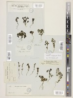 Veronica campylopoda Boiss. [family PLANTAGINACEAE]